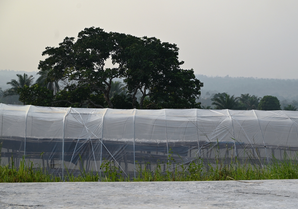 Manioc - Image 1