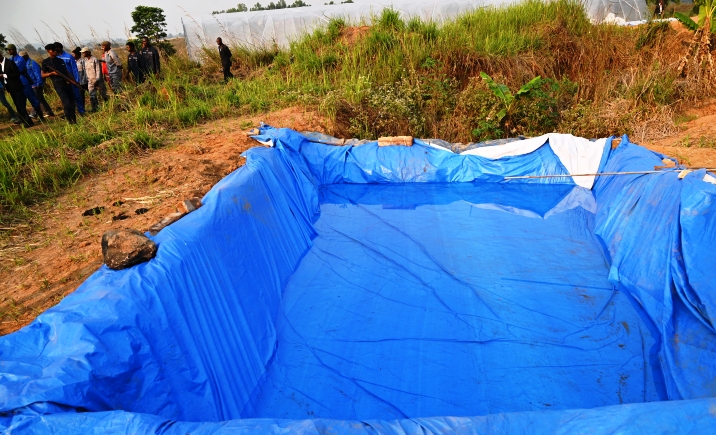 Manioc - Image 3