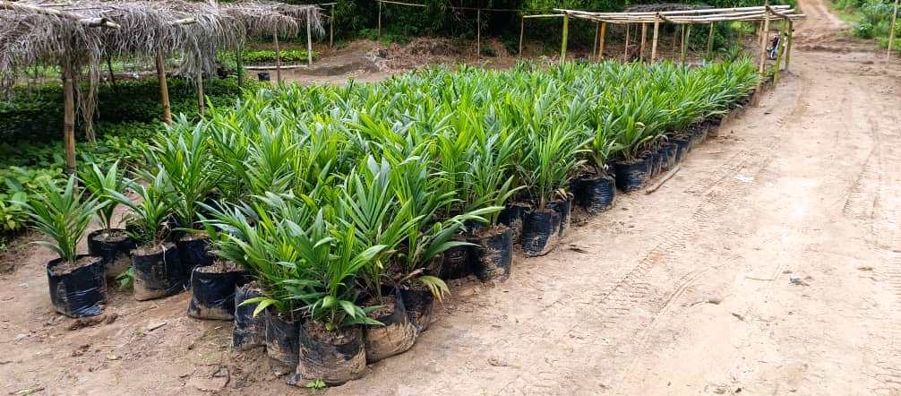 Palmier à huile - Image 1