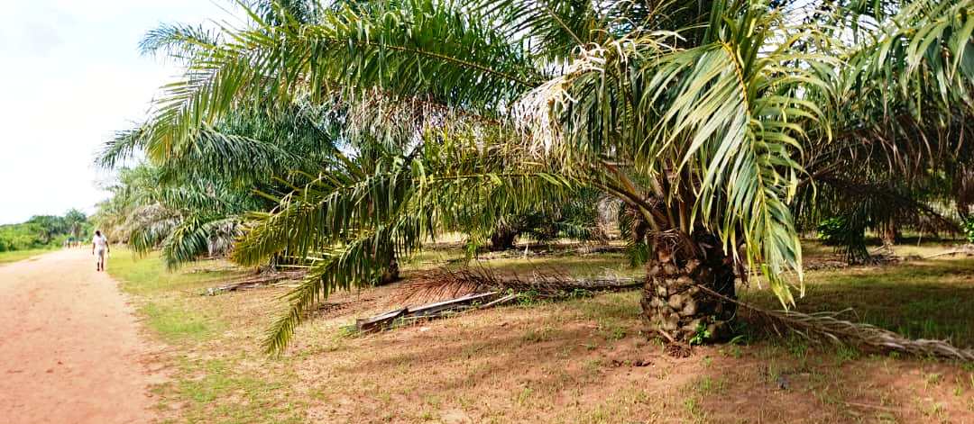 Palmier à huile - Image 2
