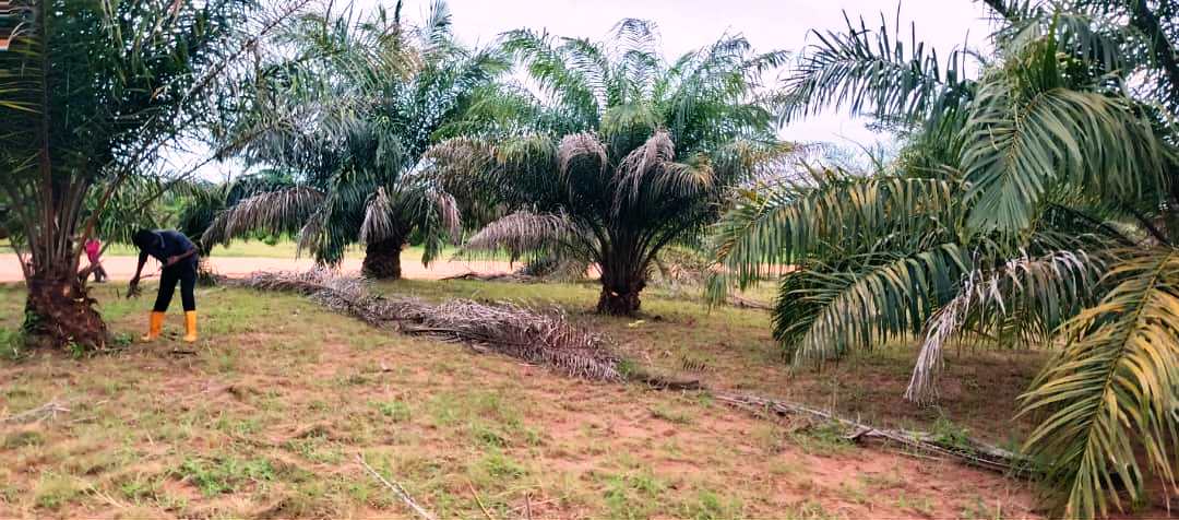 Palmier à huile - Image 3