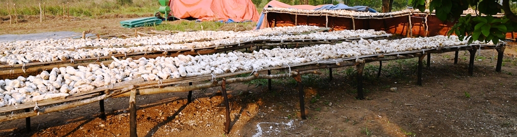 Manioc